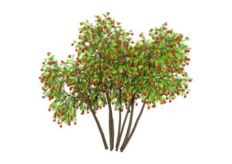 3D Rendering Rowan Trees on White