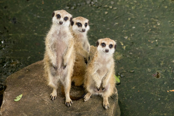 Three Meerkat standing up on stone