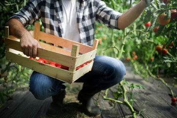 Friendly farmer at work in greenhouse