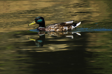Cute drake swimming in the evening sun