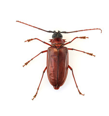 Stem-boring grub, Gahan, Coleoptera, Cerambycidae, isolated on white background.