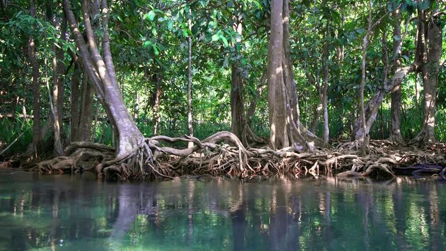 Emerald Pool and Mangrove Forest Pa Phru Tha Pom Khlong Song Nam in Krabi Province, Thailand