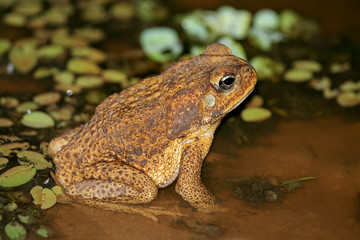 Brown toad at night