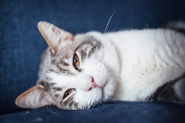 Portrait d'un jeune chat tigré blanc