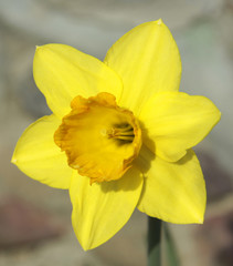 Fototapeta premium close-up, yellow daffodil