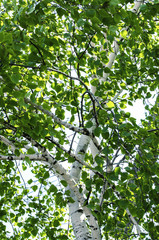 березовая листва весной