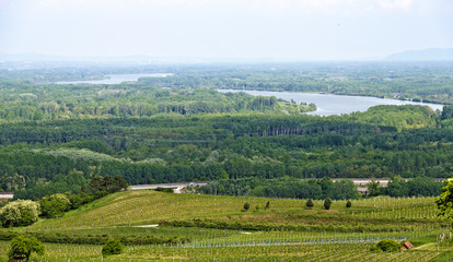 Fototapeta na wymiar riparian forest of the Danube valley