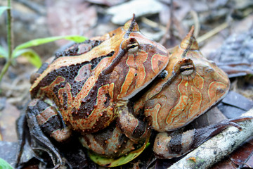 Surinam horned frogs mating