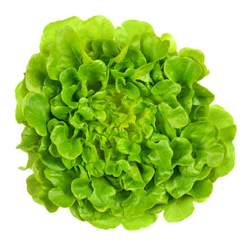 Salanova green oak leaf lettuce from above. One cut ready, loose leaf lettuce, linear, lobed and loosely serrated. A Lactuca sativa variety. Isolated food photo close up on white background.