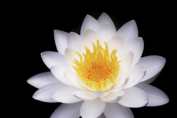 睡蓮の白い花