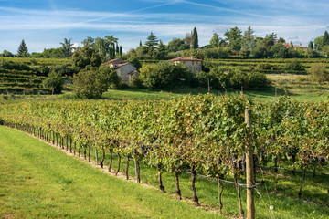 Fototapeta na wymiar Italian Vineyards - Valpolicella Wine - Verona