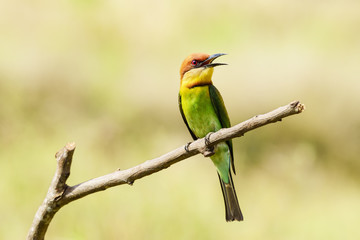 Chestnut-headed bee-eater or Merops leschenaulti perching on tree branch , Thailand