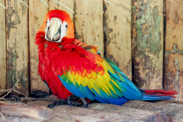 Scarlet macaws on the white background