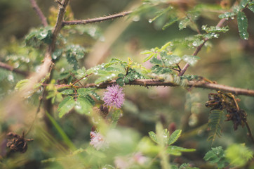 Morning Dew 01