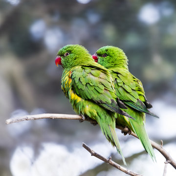 Scaly-breasted lorikeets