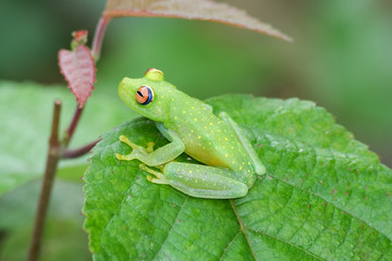 Glass frog on leaf