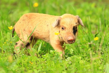 Cute piglet on green meadow