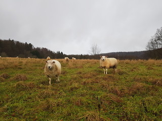 Obraz premium Sheep Family