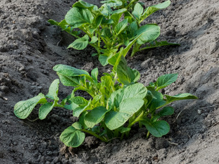 Closeup of Two Organic Potato Plants