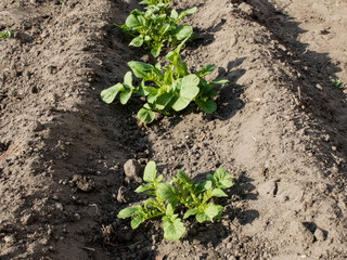 Young Potato Plants in Trench