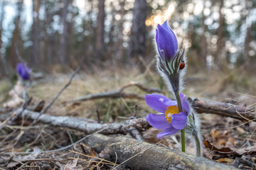 Cross opened, sleep-grass, flower	