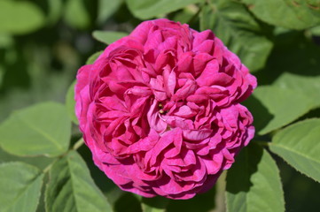 Rose de Resht - Persische Duftrose