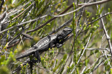 Bundeena Australia, Lizard sunbathing in bush in Royal National Park