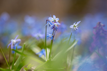 bluebell, scilla siberica, flower, spring
