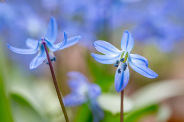 bluebell, scilla siberica, flower, spring