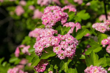 Beautiful pink hawthorn blossom