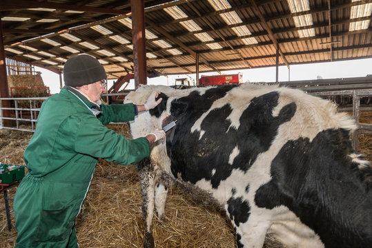 op&eacute;ration par le v&eacute;t&eacute;rinaire de la caillette d'une vache laiti&egrave;re dans l'&eacute;table..