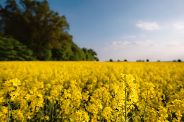 Obraz premium Rapsblüte im Sommer
