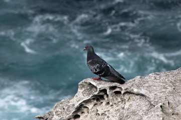 Bondi Australia, pigeon perched on cliff top 