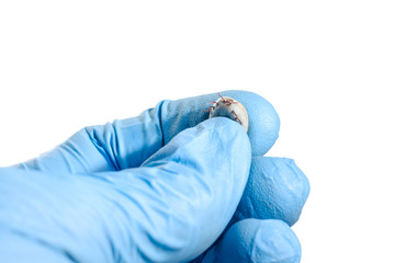 A hand in blue gloves holds a mite on a white background