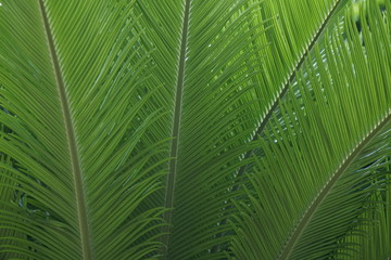 Naklejka na ściany i meble Palm leaves
