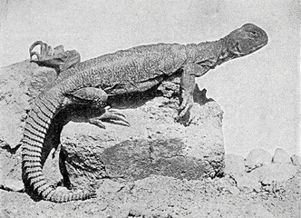 Stachelbeiniger Dornenschwanz