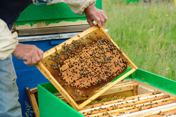 The beekeeper examines bees in honeycombs. In the hands of a honeycomb with honey.