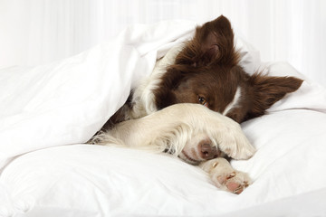 Adorable Border Collie dog lying on a bed under blanket