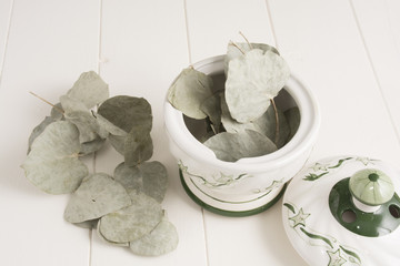 Fototapeta na wymiar Eucalyptus leaves on white background 