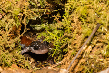 Yonahlossee Salamander (Plethodon yonahlossee)