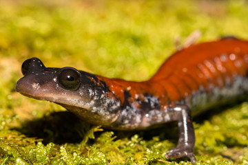 Yonahlossee Salamander (Plethodon yonahlossee)