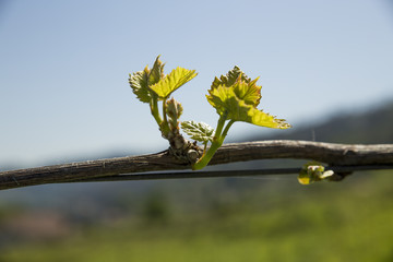 Vinha nova com rebentos para produção de uvas brancas.