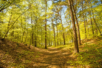 Forest in sunny spring light