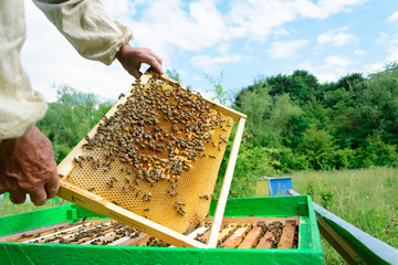 The beekeeper examines bees in honeycombs. In the hands of a honeycomb with honey.
