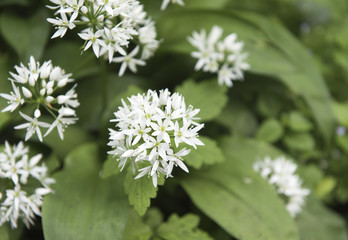 Wild garlic flower growing in a green woodland 