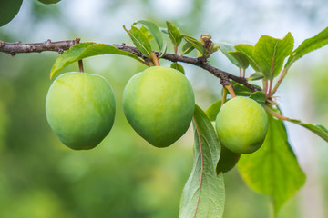 Young green plum fruit on a tree, fruit