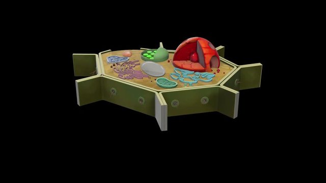 plant-cell rotation is positioned on the left
3D plant cell animation