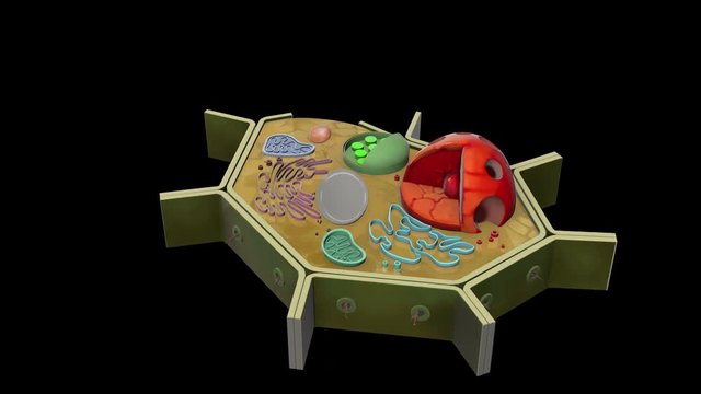 plant-cell-rotation
3D plant cell animation