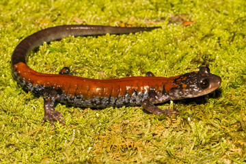 Obraz na płótnie Canvas Yonahlossee Salamander (Plethodon yonahlossee)