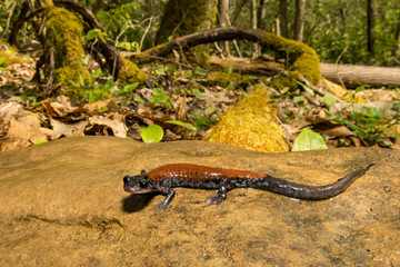 Yonahlossee Salamander (Plethodon yonahlossee)